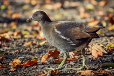 Avrasya 'da sonbahar mevsiminde yiyecek arayan sıradan bir bozkır tavuğu (Gallinula kloropus)