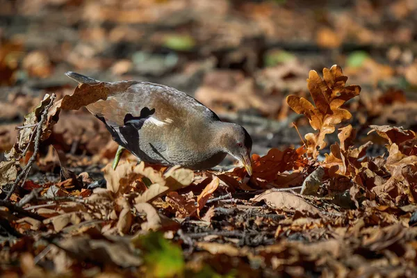 Moorhen Commun Eurasie Recherche Nourriture Automne Gallinula Chloropus Oiseau Recherche — Photo