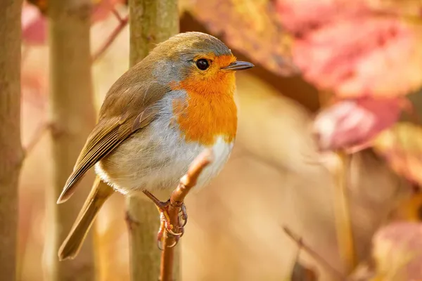 Pájaro Robin Europeo Sentado Una Rama Erithacus Rubecula — Foto de Stock