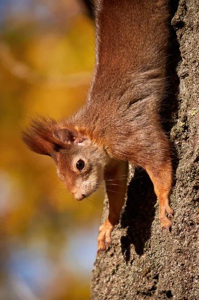 Ardilla Roja Eurasiática Cerca Sciurus Vulgaris — Foto de Stock