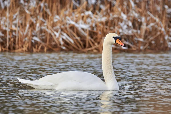 Höckerschwan Der Wintersaison Cygnus Olor — Stockfoto