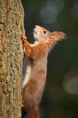 Ağaçta Avrasya kırmızı sincabı (Sciurus vulgaris)