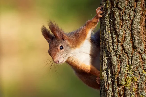Rotes Eichhörnchen Auf Einem Baum Sciurus Vulgaris — Stockfoto