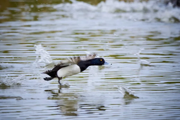 Tufted Duck Running Water Aythya Fuligula Bird Running Water — Stock Photo, Image