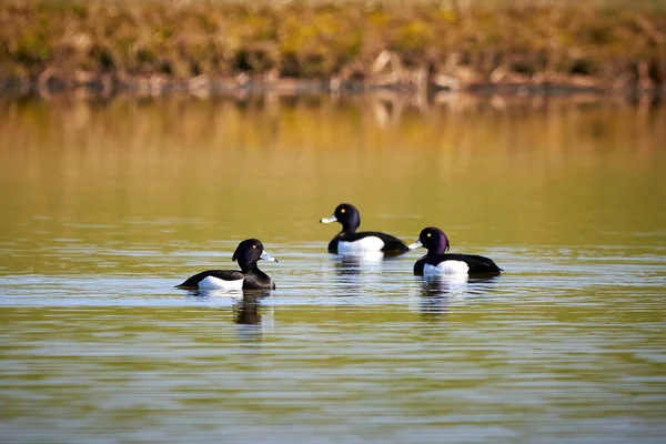 Tufted Ducks Lake Aythya Fuligula Vögel Auf Dem See — Stockfoto