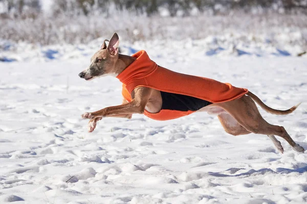 Whippet Dog Che Corre Nella Neve Con Indosso Cappotto Invernale — Foto Stock