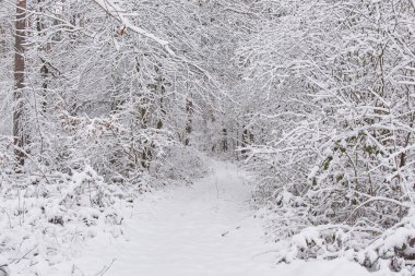 Karla kaplı güzel bir orman. Karlı ormanda yol