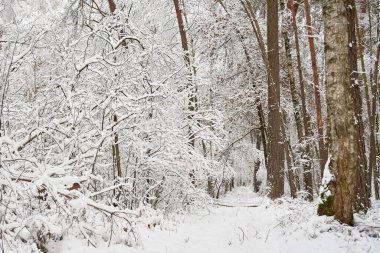 Karla kaplı güzel bir orman. Karlı ormanda yol
