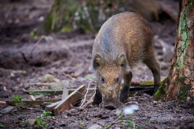 Doğal yaşam alanında yaban domuzu yavrusu (Sus Scrofa )