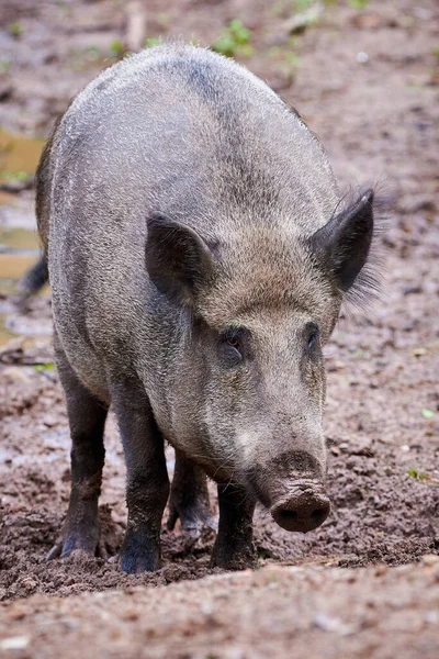 Wilde Zwijnen Natuurlijke Habitat Sus Scrofa — Stockfoto