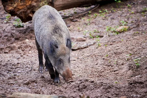 Wilde Zwijnen Natuurlijke Habitat Sus Scrofa — Stockfoto