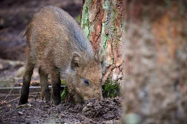 Wild Boar Piglet Natural Habitat Sus Scrofa — 图库照片