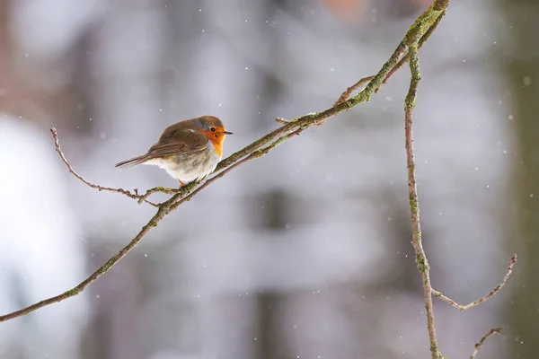 Pássaro Europeu Robin Erithacus Rubecula Sentado Galho Inverno Com Neve — Fotografia de Stock