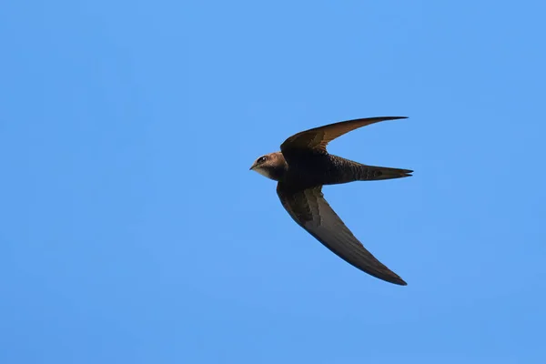 Aves Rápidas Comuns Voo Apus Apus — Fotografia de Stock