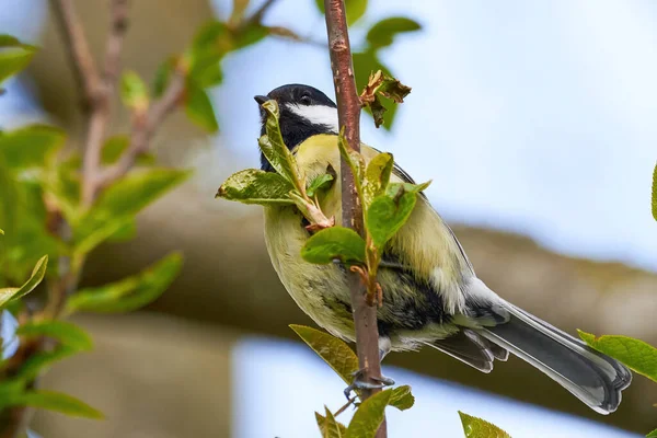 Great Tit Parus Major Bird Sitting Branch Spring Season — Foto de Stock