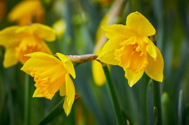 Nergis (Narcissus pseudonarcissus), nergis ya da trompet narsisi olarak da bilinir.