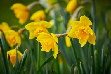 Nergis (Narcissus pseudonarcissus), nergis ya da trompet narsisi olarak da bilinir.