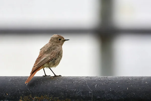 Černý Červený Start Nedospělý Pták Phoenicurus Ochruros — Stock fotografie