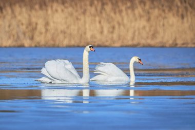 Göldeki dilsiz kuğular (Cygnus olor)