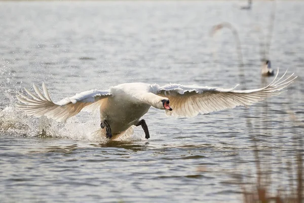 Cisne Mudo Correndo Água Cygnus Olor — Fotografia de Stock