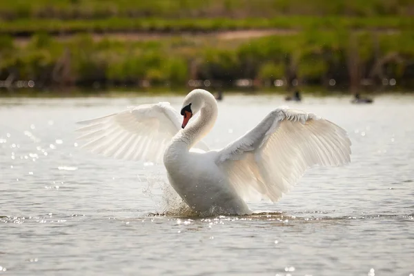 Cisne Mudo Batendo Asas Cygnus Olor Pássaro Batendo Asas — Fotografia de Stock