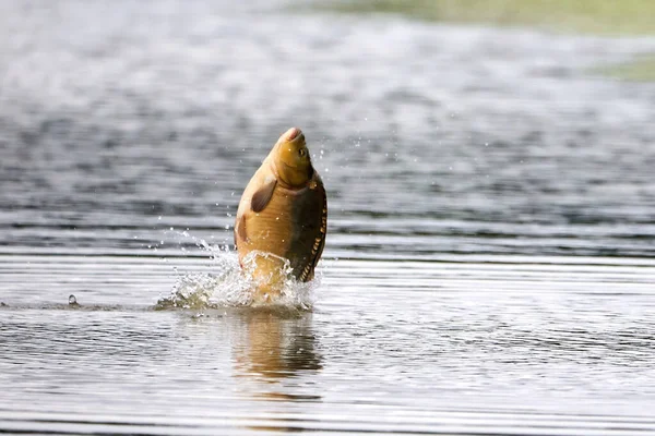 Ikan Mas Melompat Keluar Dari Air — Stok Foto