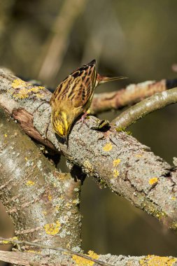 Sarı Çekiç (Emberiza citrinella) Güzel sarı kuş bir dalda oturuyor, yakın plan
