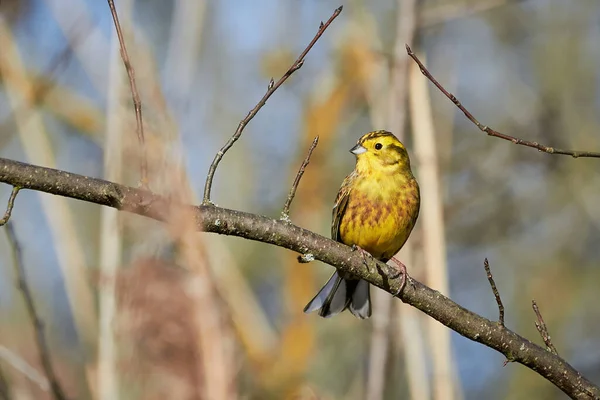 Желтая Птица Emberiza Citrinella Сидящая Ветке Крупным Планом — стоковое фото