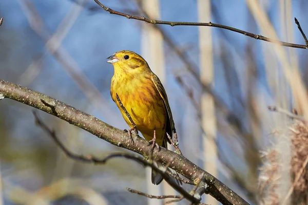 Желтая Птица Emberiza Citrinella Сидящая Ветке Крупным Планом — стоковое фото