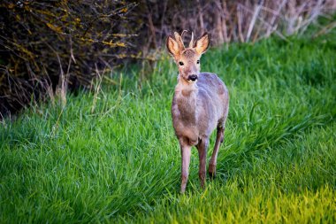 Roe deer buck yakın plan (Capreolus capreolus). Avrupa yumurtası