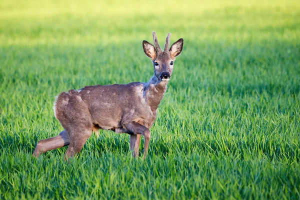 Αρσενικό Ελάφι Roe Τρέχει Στο Γήπεδο Capreolus Capreolus Σπόροι Σόγιας — Φωτογραφία Αρχείου