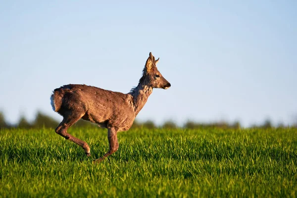 Roe Deer Male Running Field Capreolus Capreolus European Roe — Stock Photo, Image
