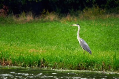 Gri balıkçılkuşu bir göletin yanında (Ardea cinerea)