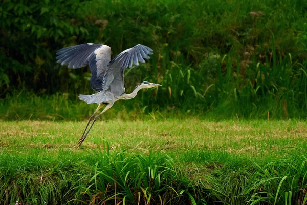 Pássaro Garça Cinzento Voo Ardea Cinerea — Fotografia de Stock