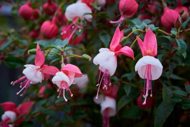 Güzel Fuchsia Çiçek açan bitki