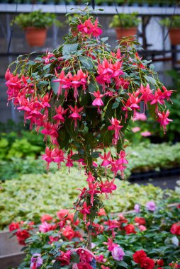 Güzel Fuchsia Çiçek açan bitki