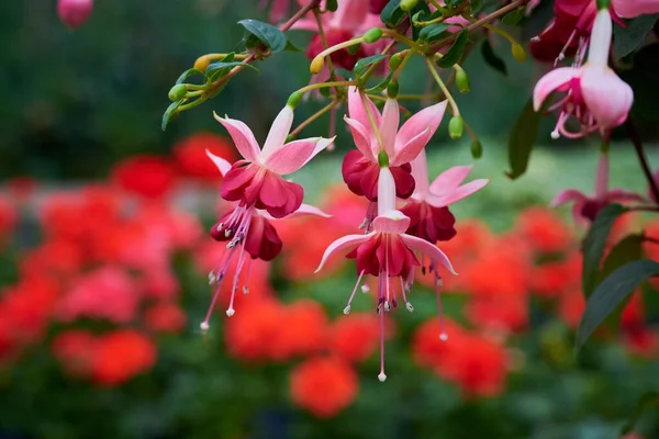 Belle Plante Fleurs Fuchsia Close — Photo