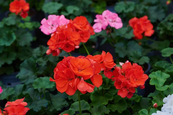 Geraniums Flowers Close Pelargonium — Stock Photo, Image