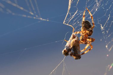 Avrupa bahçe örümceği ve eşekarıları (Araneus diadematus). Dişi örümcek ve avı