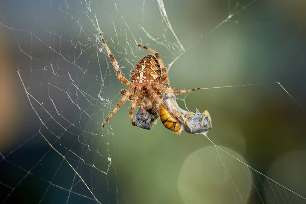 Avrupa Bahçe Örümceği Eşekarıları Araneus Diadematus Dişi Örümcek Avı — Stok fotoğraf