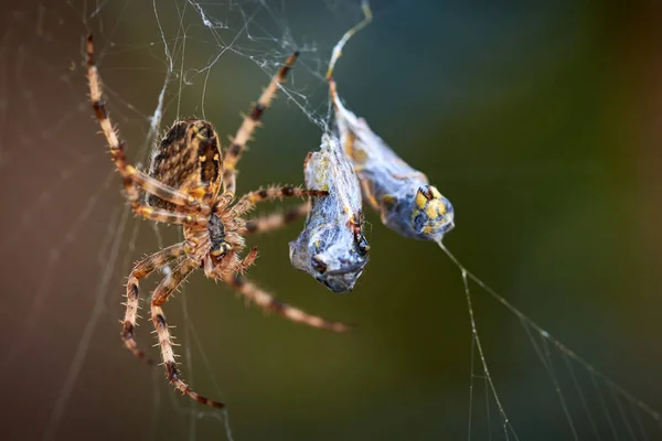 Európai Kerti Pók Darazsakkal Hálóban Araneus Diadematus Női Pók Zsákmánya — Stock Fotó