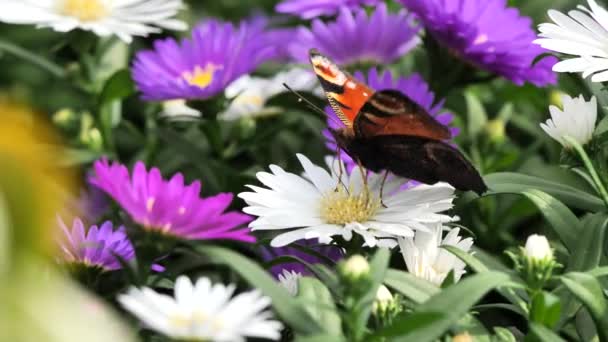 Peacock Butterfly Feeding Flower Nectar Aglais — Stock Video