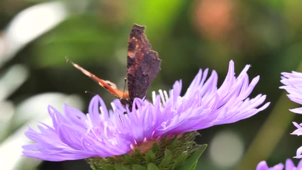 Mariposa Del Pavo Real Aglais Alimentándose Con Néctar Flores Stokesia — Vídeos de Stock