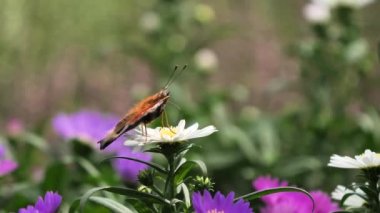 Tavus kuşu kelebeği çiçek nektarıyla beslenir (Aglais io )