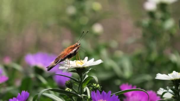Peacock Motýl Krmení Květinovým Nektarem Aglais — Stock video