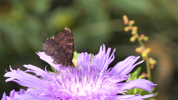 Mariposa Del Pavo Real Aglais Alimentándose Con Néctar Flores Stokesia — Vídeo de stock