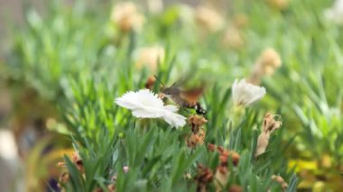 Sinekkuşu şahin güvesi (Macroglossum stellatarum) yavaş çekim görüntüsü