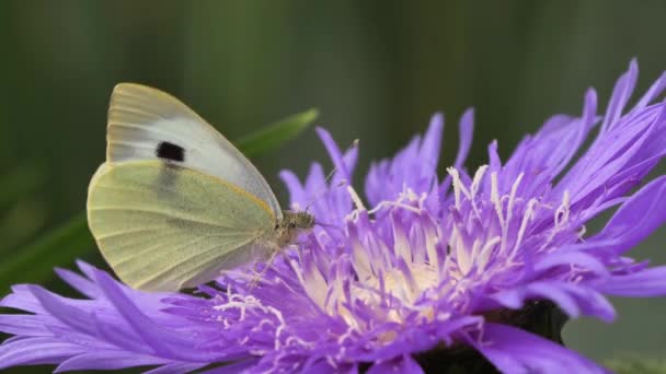 Vitkål Fjäril Utfodring Med Blomma Nektar Från Stokesia Laevis Mels — Stockvideo