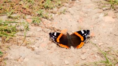 Yerdeki Kızıl Amiral Kelebeği (Vanessa atalanta )