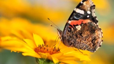 Kızıl Amiralin kelebeği çiçek nektarıyla beslenir (Vanessa atalanta )